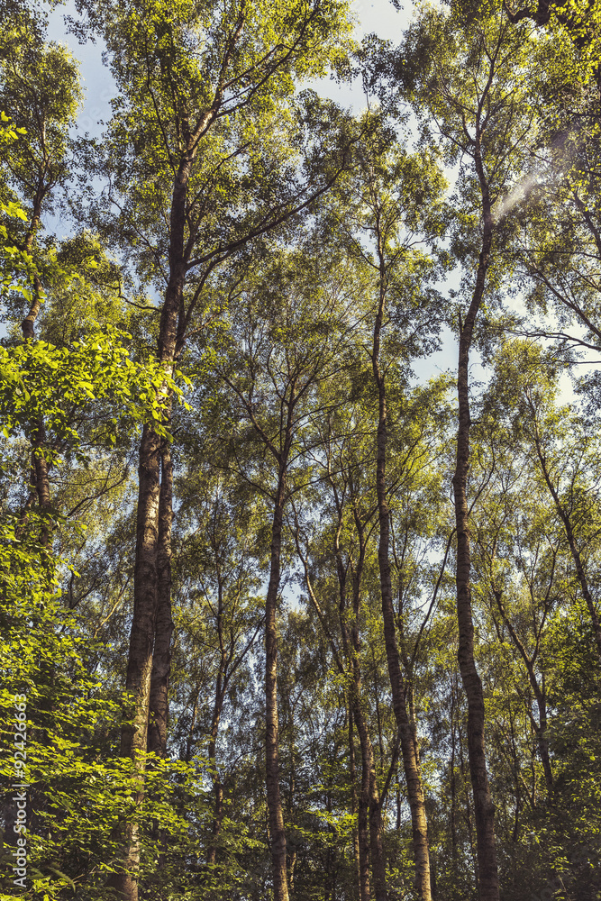 Primeval Forest