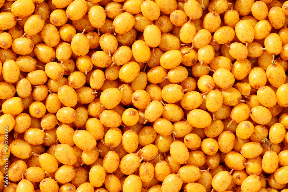 Orange sea buckthorn background Orange sea buckthorn background