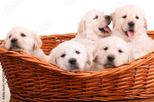 Five sweet golden retriever puppies in wicker basket