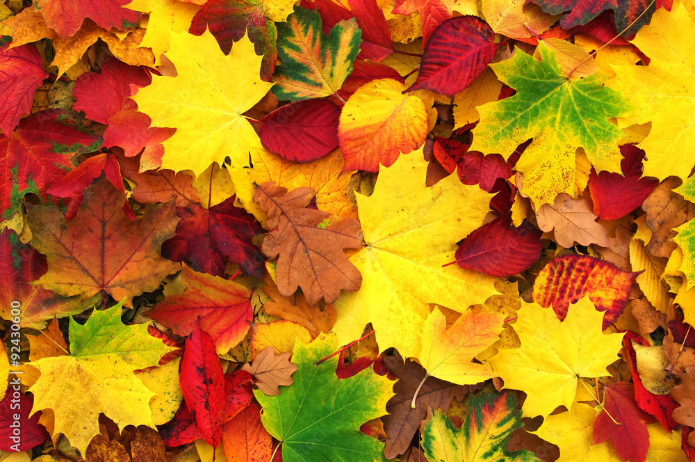  autumn leaves - obrazy, fototapety, plakaty 