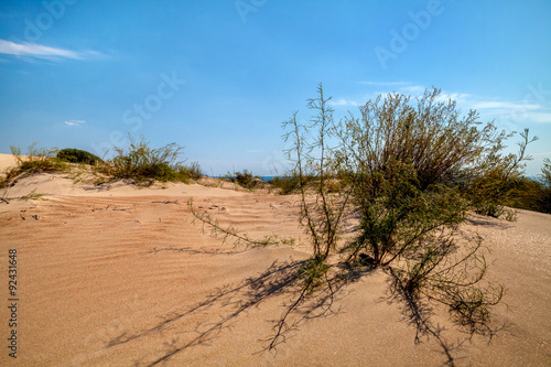 Растения в дюнах
