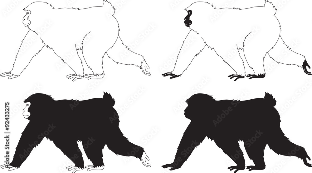 Obraz premium 歩く猿 モノクロ セット