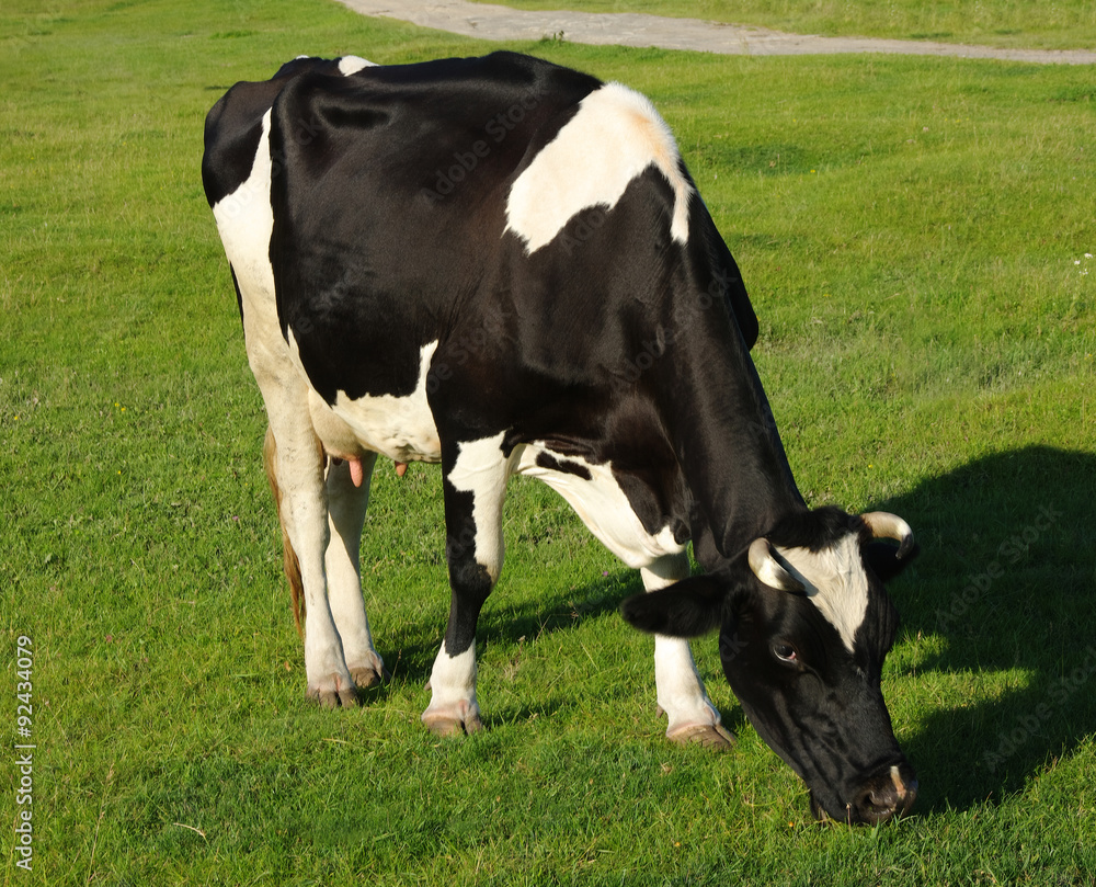 Cow Cow