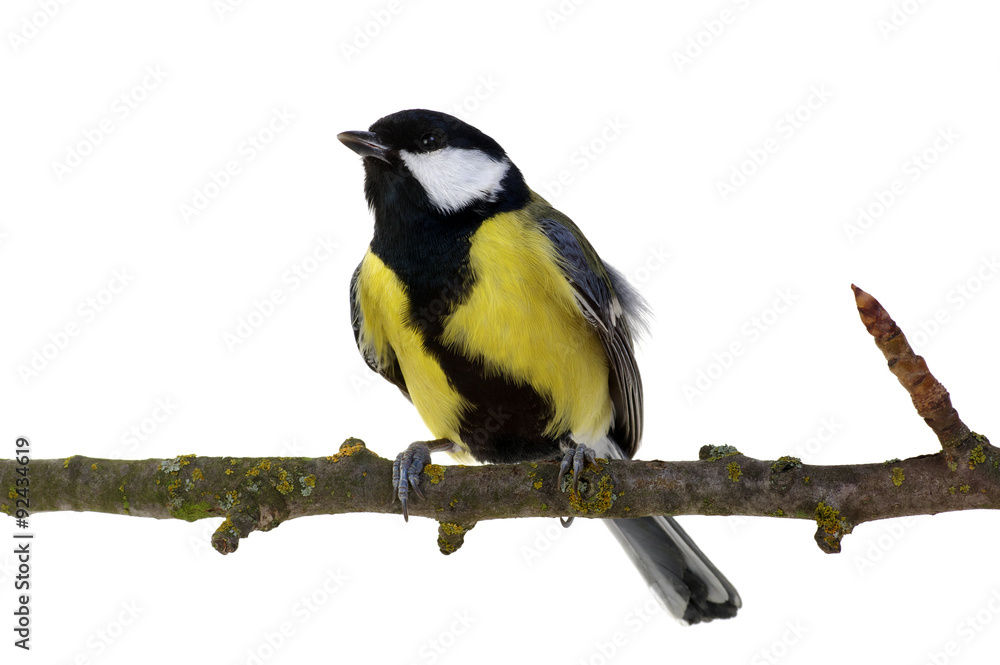 Obraz premium great tit