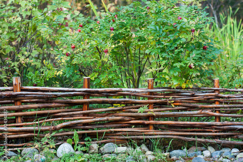 wild rose bushes of wicker fence