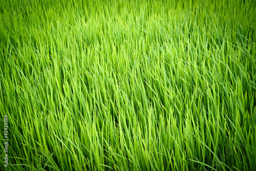 rice plant in paddy field