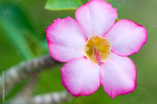 Tropical flower Pink Adenium or Desert rose