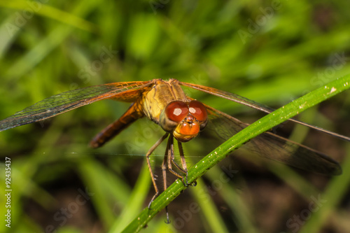 Closeup macro shot of beautiful orange dragonfly with amazing colors resting on a twig. A dragonfly is an insect belonging to the order Odonata, suborder Anisoptera in Thailand
