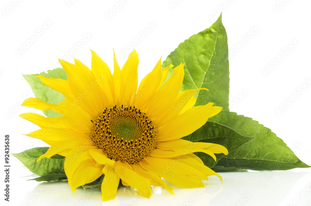 Naklejka premium Sunflower on white