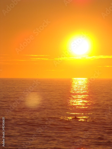 Coucher de soleil avec les dauphins © jerome33980