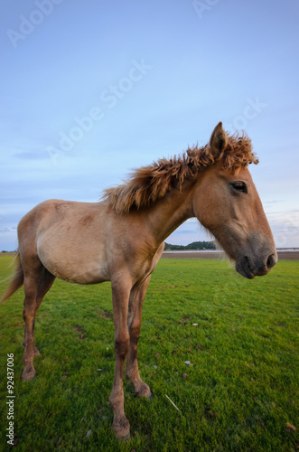 Horse on the field grass with sunset and mountain background