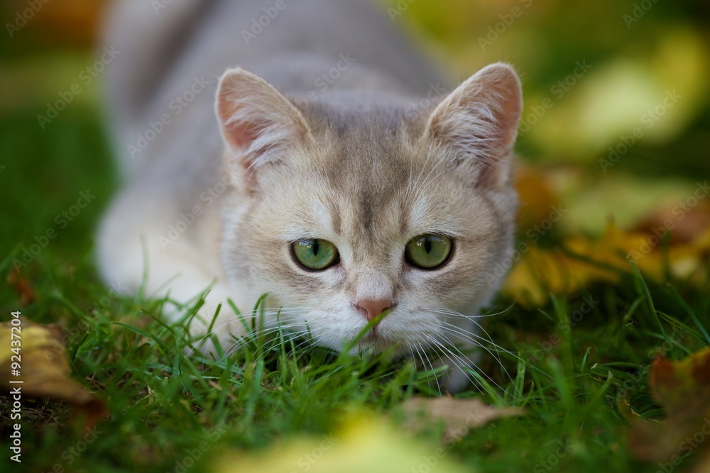 Gorgeous British blue Golden shaded kitten lying in the fallen leaves in the garden in the fall
