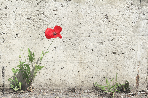 Lone poppy flower grew between the asphalt and wall