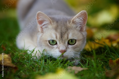 Gorgeous British blue Golden shaded kitten lying in the fallen leaves in the garden in the fall 
