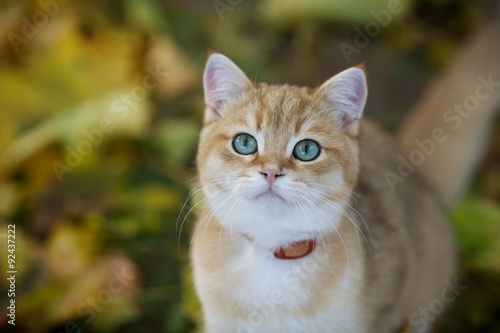 Fototapeta Naklejka Na Ścianę i Meble -  Young British plush Golden chinchilla kitten with green eyes looking up in autumn