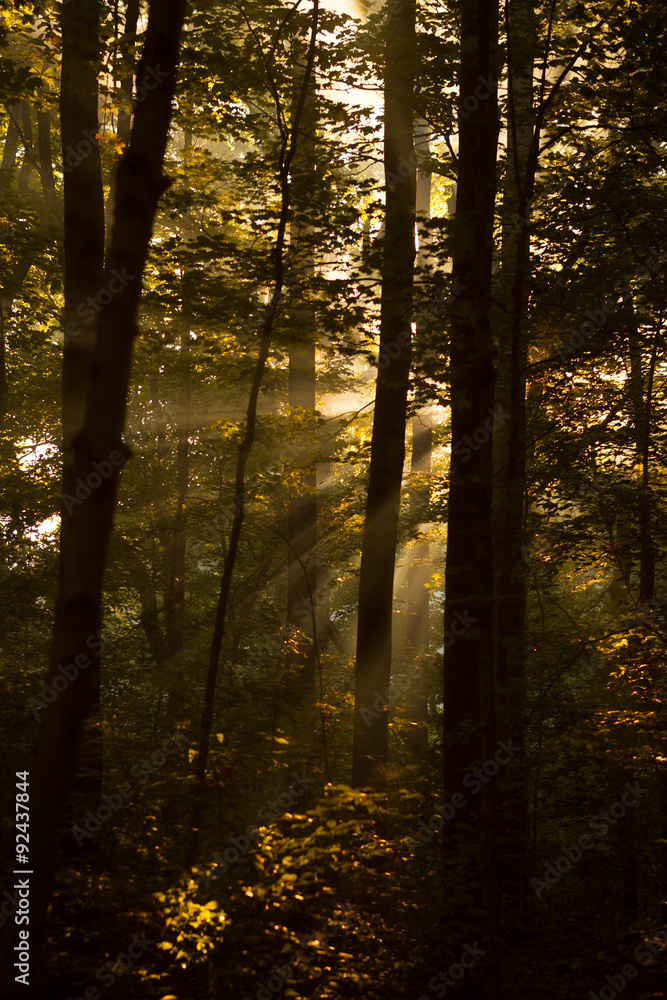 Obraz premium Morning Sun