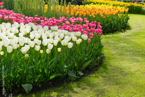 Fototapeta Naklejka Na Ścianę i Meble -  Tulip garden