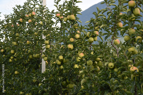 melo meli mele raccolta mele mele su albero alberi frutteto