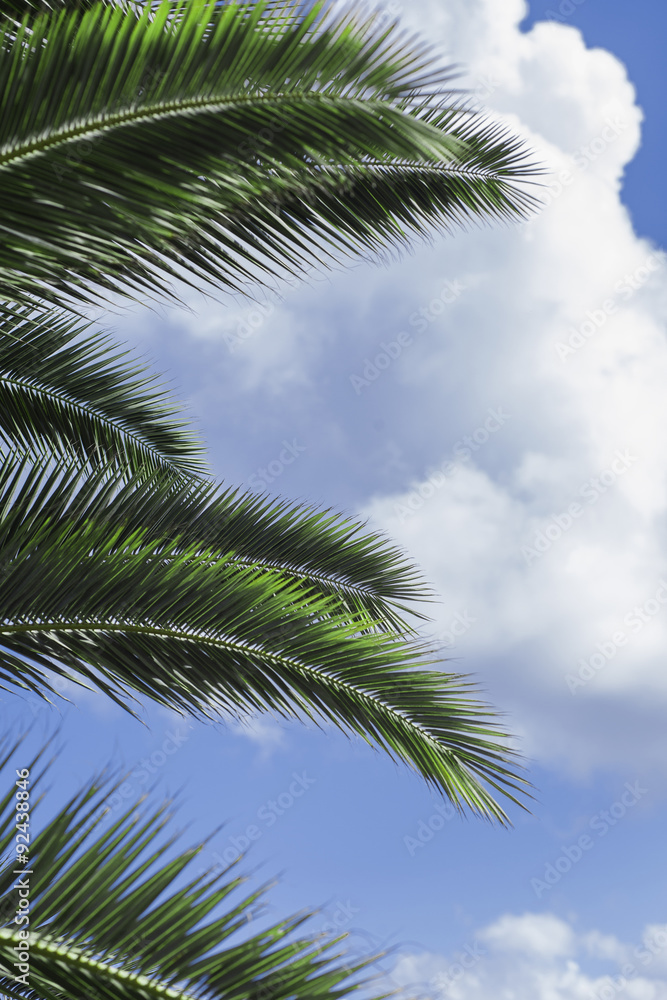 Palm leaf on the blue sky