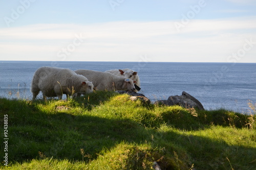 Sheep near the sea