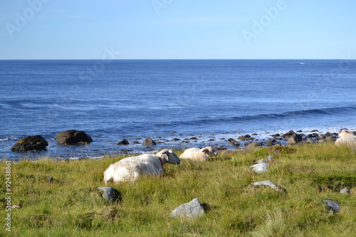Sheep near the sea