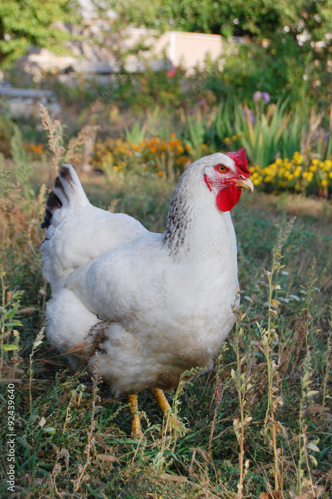 Fototapeta premium Chicken in garden 