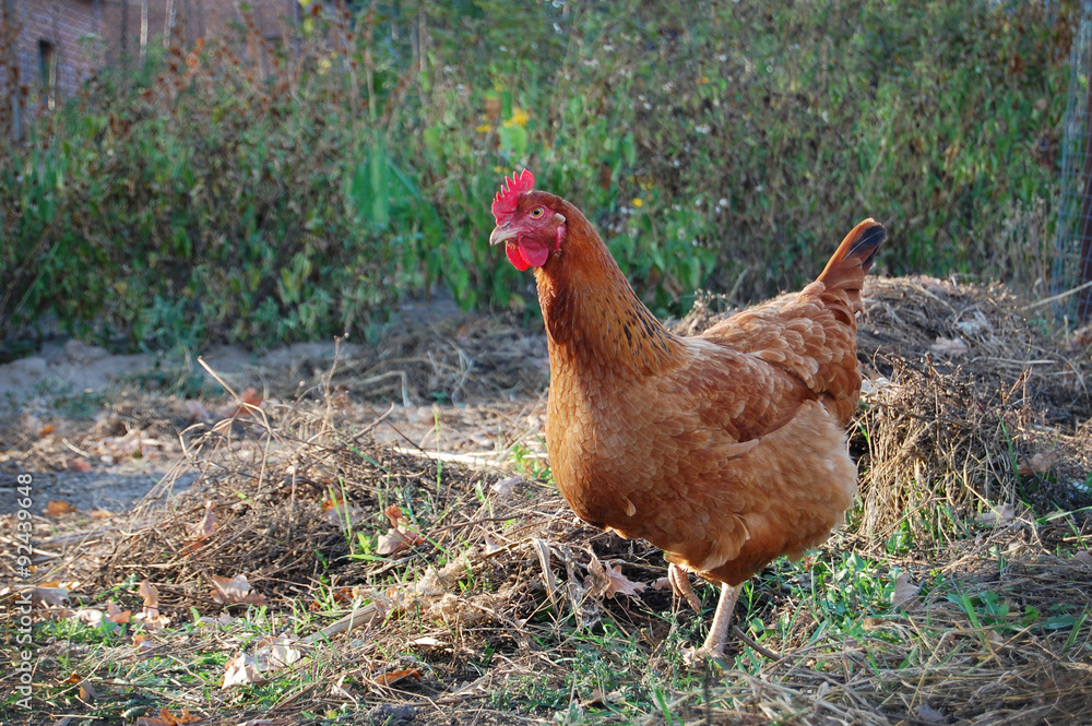 Fototapeta premium Chicken in garden 