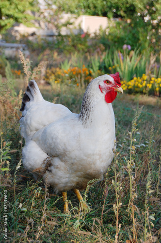 Chicken in garden 