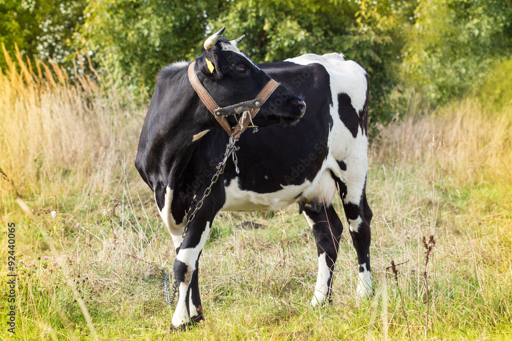 Black and white cow in a field Black and white cow in a field