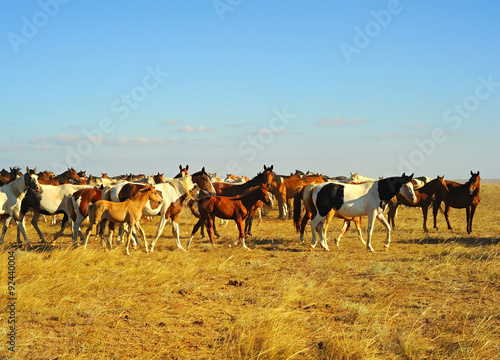 Crimea horses
