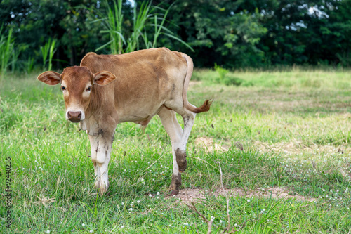 Baby brown bull. © ETAP