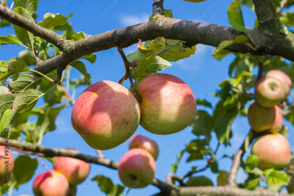 Obraz premium Apples on tree