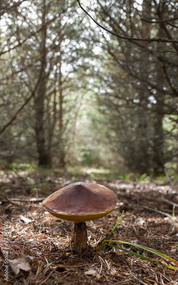 Hongo Boletus Suillus en un Pinar Hongo Boletus Suillus en un Pinar