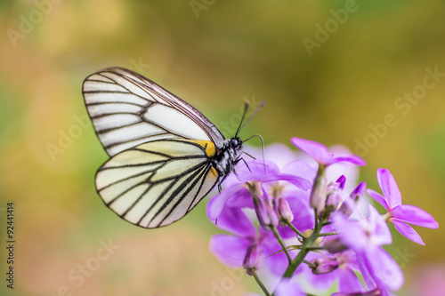butterfly on a flower © naumenkoe