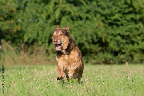 Dog runs happily on a meadow