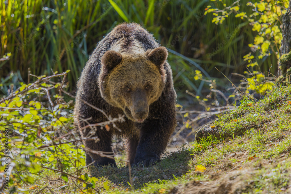 Braunbär