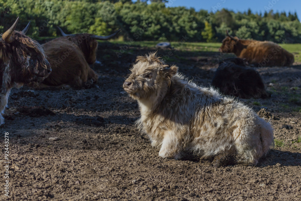 Naklejka premium Hochlandrinder
