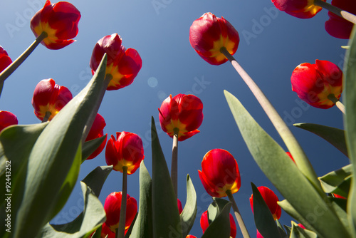 kultura-tulipanow-w-holandii