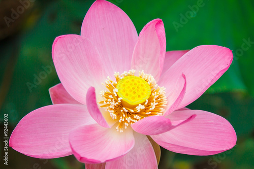 Eastern Lotus  rare and beautiful. The Asian Lotus  the Lotus Oriental. China. Wildlife  flowers and vegetation of the lakes. Flowers of Asia. Macro. Lotus East. Blossomed lotuses. Symbol Of India.