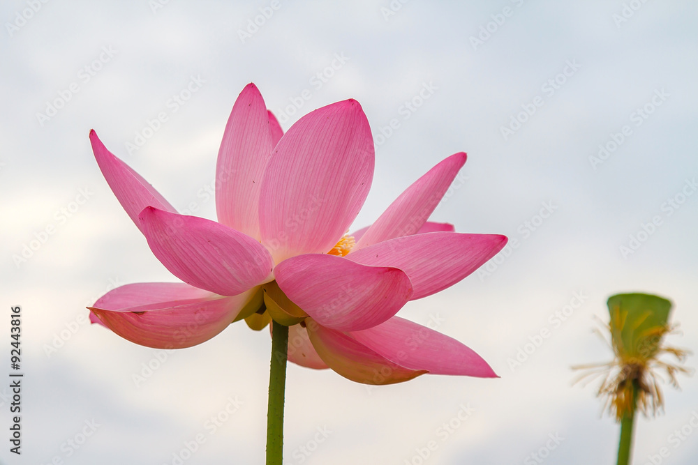 Eastern Lotus, Asian Lotus, Lotus Oriental. China, Wildlife, flowers and vegetation of the lakes. Macro. Lotus East. Blossomed lotuses. Flower  India, the symbol. Lotus is listed in the red book.