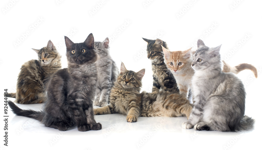 Fototapeta premium kotek maine coon