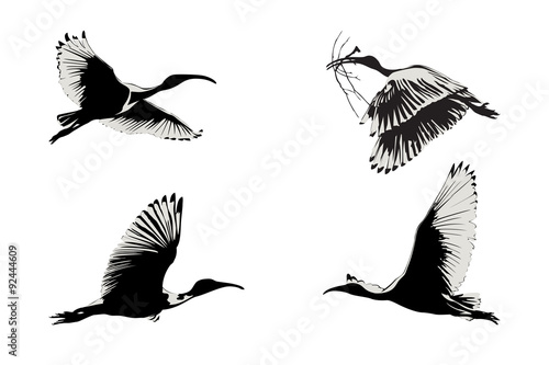 Flying ibis illustration photo