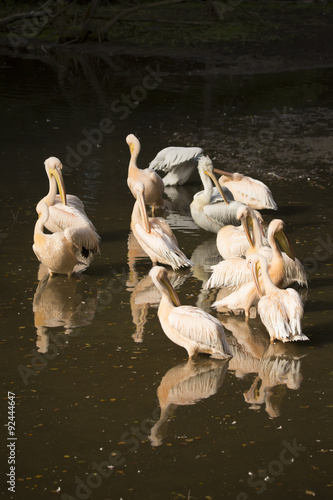 a group of pelicans during the morning sun