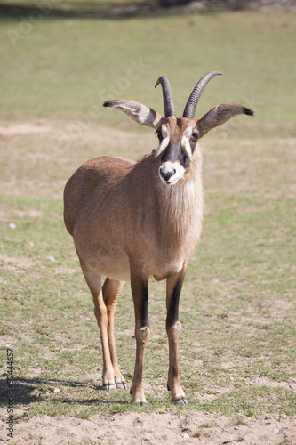  Roan antelope  Hippotragus equinus