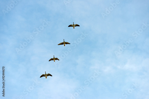 Geese flying in a blue cloudy sky in autumn