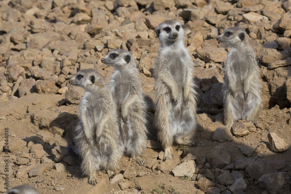 Group Meerkat, Suricata suricatta, observing surroundings Group Meerkat, Suricata suricatta, observing surroundings