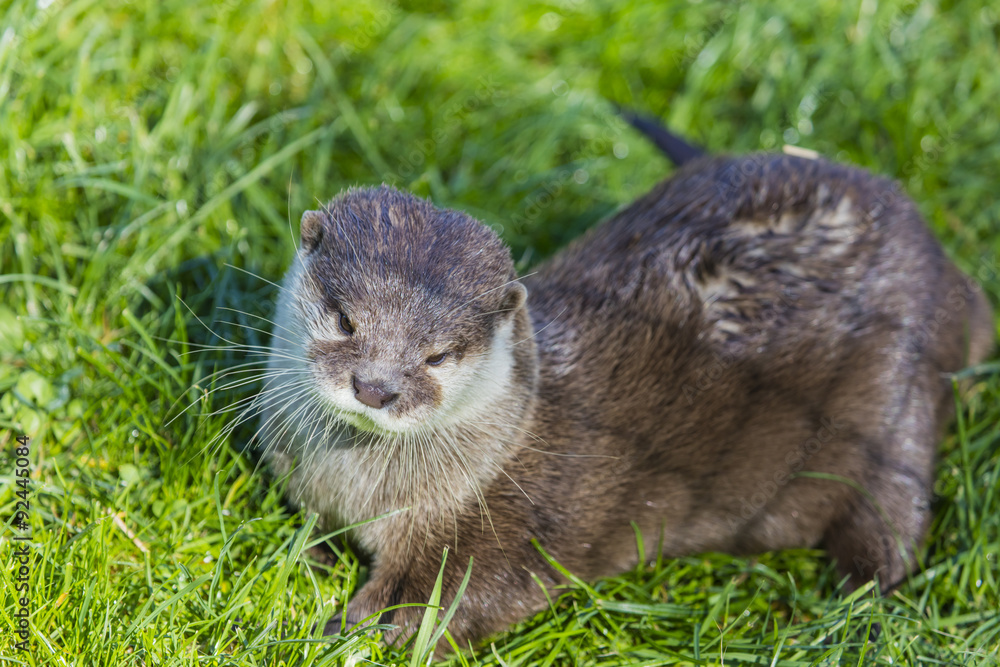 Otter Otter