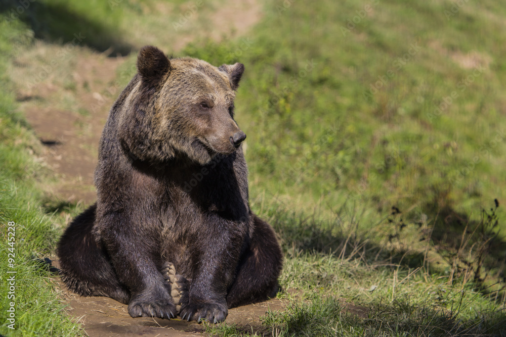 Braunbär