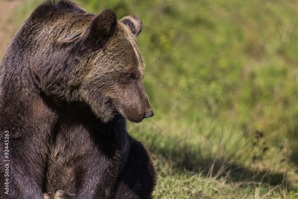 Fototapeta premium Braunbär