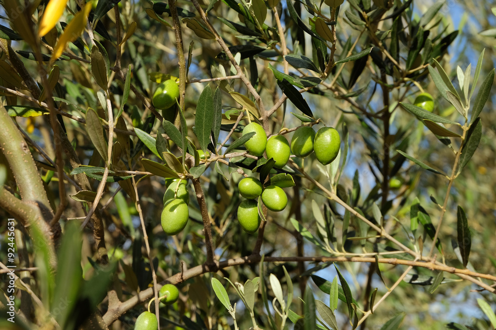 Olives de Provence Olives de Provence